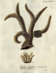 Spongia muricata, Esper's plate III
