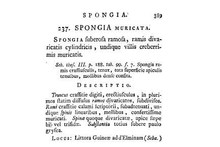 Pallas' description of Spongia muricata.