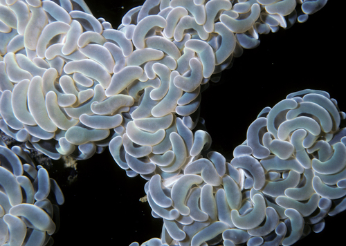 Euphyllia ancora