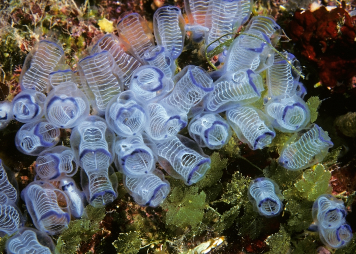 Clavelina moluccensis Clavelina moluccensis