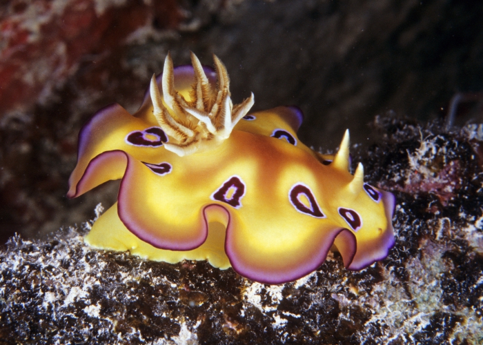 Chromodoris kuniei ransoni Chromodoris kuniei ransoni