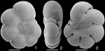 Acarotrochus lobatulus Holotype, Palau