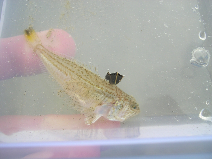 Echiichthys vipera (Cuvier, 1829) Echiichthys vipera (Cuvier, 1829)