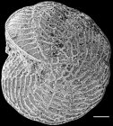 Notorotalia olsoni NZ paratype