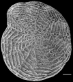 Chromista - Foraminifera (foraminifers)