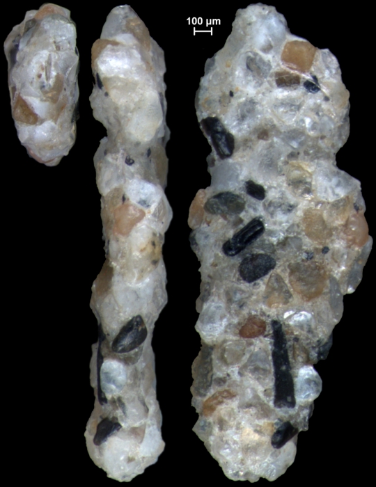 Ammoscalaria georgescotti NZ holotype