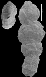 Ammoscalaria georgescotti NZ paratype