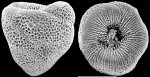 Chromista - Foraminifera (foraminifers)