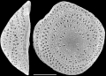 Chromista - Foraminifera (foraminifers)