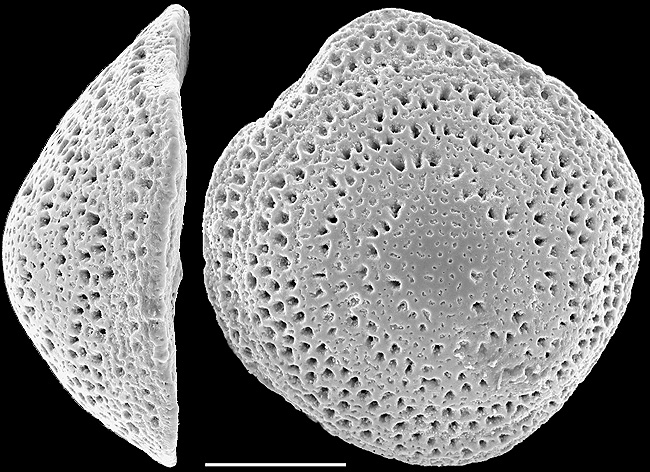 Neoconorbina cavalliensis NZ paratype Neoconorbina cavalliensis NZ paratype