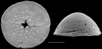 Chromista - Foraminifera (foraminifers)