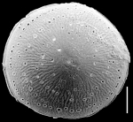 Chromista - Foraminifera (foraminifers)