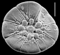 Chromista - Foraminifera (foraminifers)