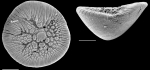 Chromista - Foraminifera (foraminifers)