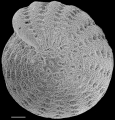 Chromista - Foraminifera (foraminifers)