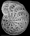 Chromista - Foraminifera (foraminifers)