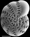 Chromista - Foraminifera (foraminifers)