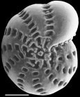 Elphidium excavatum oirgi NZ paratype