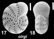 Elphidium excavatum oirgi NZ paratype
