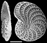 Chromista - Foraminifera (foraminifers)