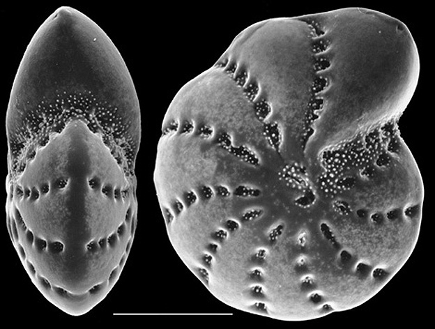 Elphidium advenum maorium NZ