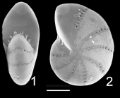 Elphidium albanii Queensland Australia holotype