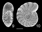 Chromista - Foraminifera (foraminifers)