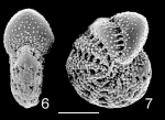 Chromista - Foraminifera (foraminifers)