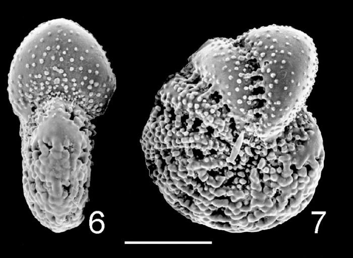 Elphidium phillipense Australia, Port Phillip, topotype Elphidium phillipense Australia, Port Phillip, topotype