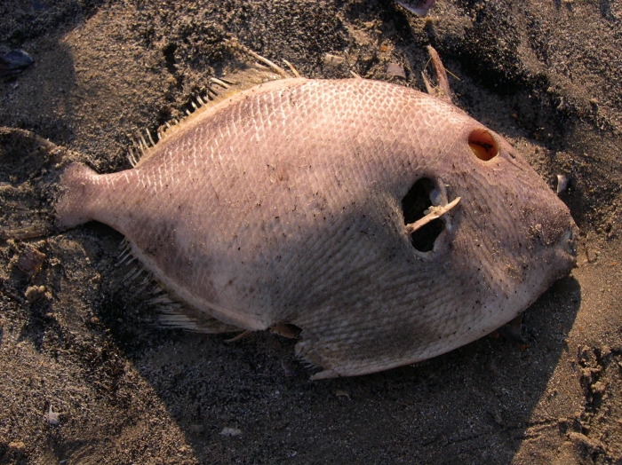 Balistes carolinensis Gmelin, 1789 Balistes carolinensis Gmelin, 1789