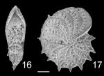 Chromista - Foraminifera (foraminifers)