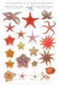 Echinodermata (echinoderms)