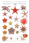 St. Lawrence sea star poster