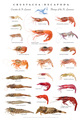 St. Lawrence shrimps poster (Crustacea-Decapoda), author: Nozères, Claude
