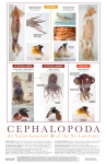 Cephalopoda