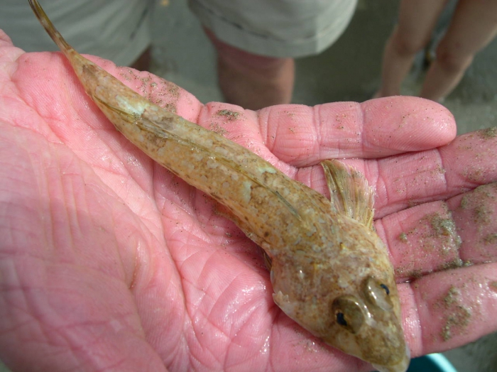 Callionymus lyra Linnaeus, 1758 Callionymus lyra Linnaeus, 1758