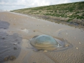 Scyphozoa (jelly fish)