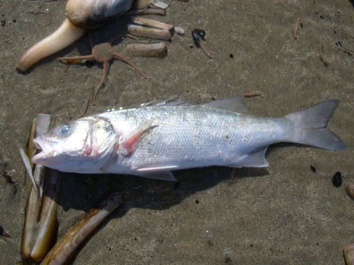 Dicentrarchus labrax (Linnaeus, 1758) Dicentrarchus labrax (Linnaeus, 1758)