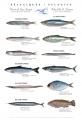 Pelagic fishes of the St. Lawrence
