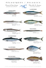 Pelagic fishes of the St. Lawrence