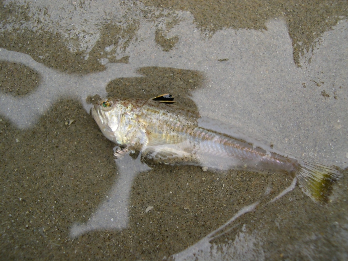 Echiichthys vipera (Cuvier, 1829) Echiichthys vipera (Cuvier, 1829)