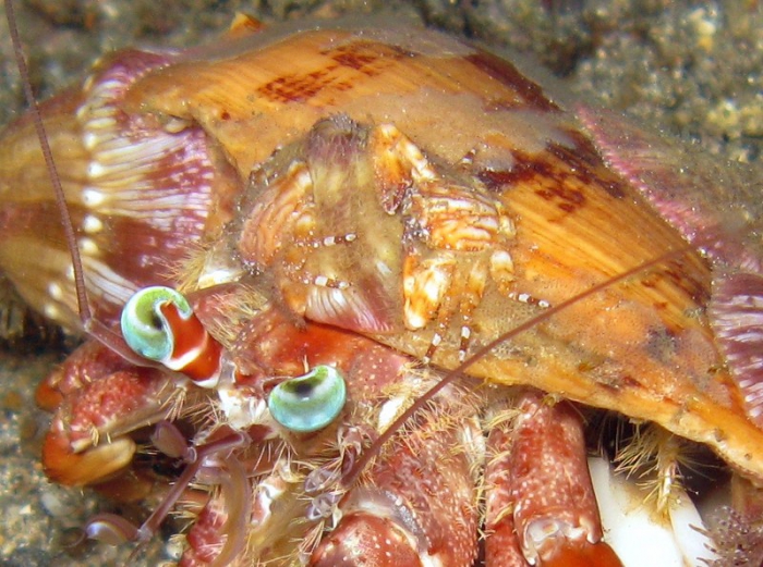 Porcellana habei Porcellana habei