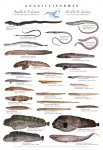 Eel-like fishes of the St. Lawrence