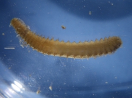 Brada villosa worm