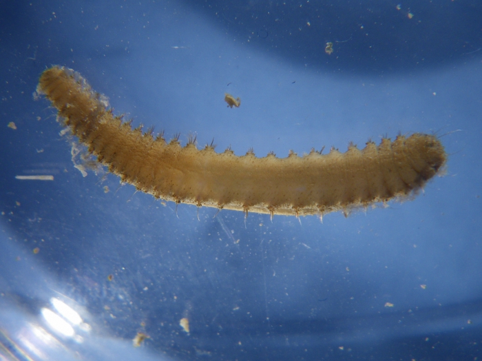 Worms World Register Of Marine Species Photogallery