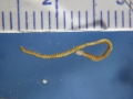 Polychaeta (bristle worms)