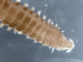 Polychaeta (bristle worms)