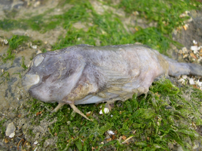 Liparis liparis (Linnaeus, 1766) Liparis liparis (Linnaeus, 1766)