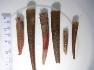 Pectinaria-cornet worms