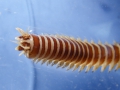 Polychaeta (bristle worms)